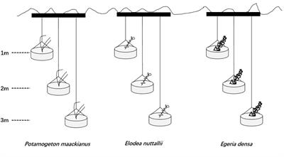 Greater Performance of Exotic Elodea nuttallii in Response to Water Level May Make It a Better Invader Than Exotic Egeria densa During Winter and Spring